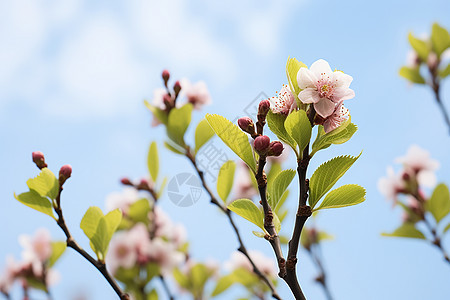 鲜花绽放在树枝上图片