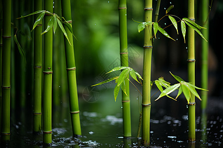 水里的竹子水里竹子素材高清图片