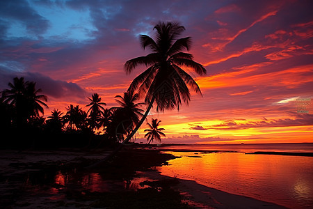 日落时分沙滩上的棕榈树图片