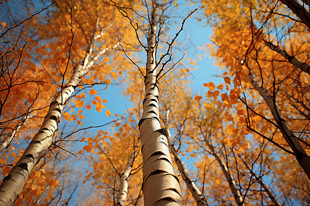 秋日金黄的白桦林背景图片