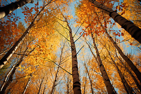 秋天的白桦林图片