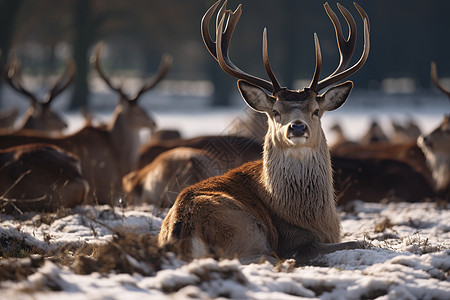 冬日红鹿背景图片