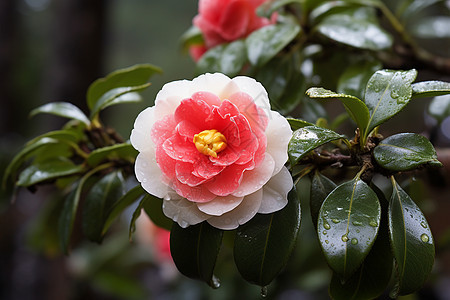 日本山茶花背景图片