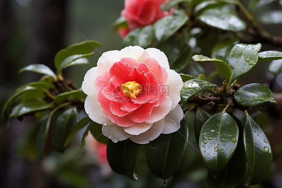 日本山茶花图片