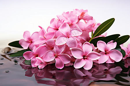 芳香四溢的兰花背景图片
