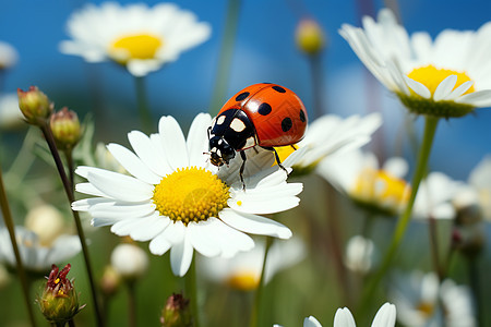 花草丛中的瓢虫背景图片