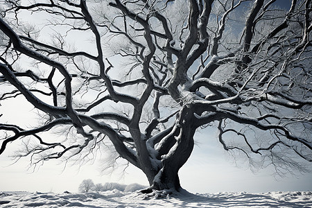 寒冬干枯的树木图片