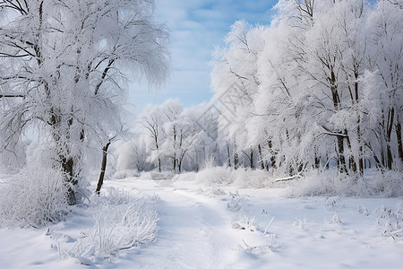 雪中之路图片