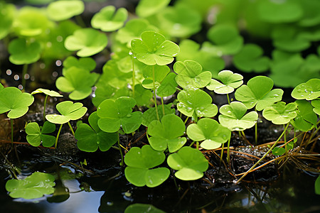 小草水中绿色植物背景