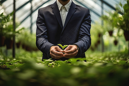 温室里的植物图片