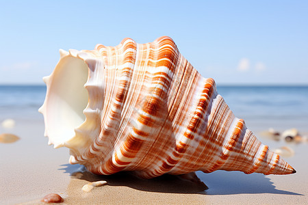 沙滩上奇特美丽的海螺图片