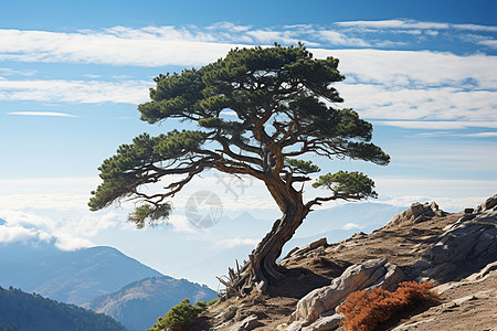 独树高山背景图片