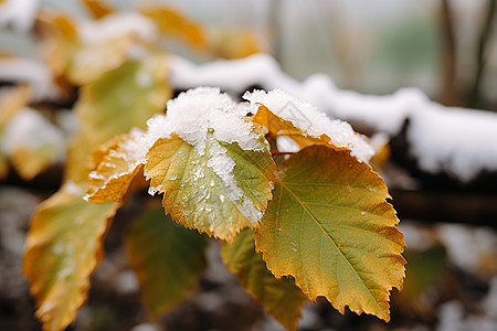 叶子上的积雪高清图片