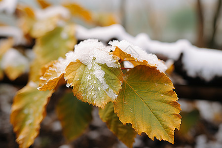 叶子上的积雪图片