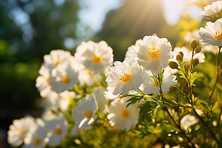 一群小白花图片