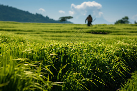 一片绿色稻田背景图片