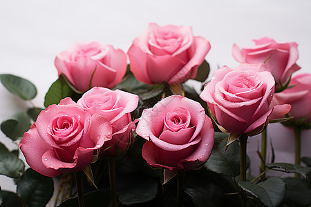 粉色玫瑰花束背景图片