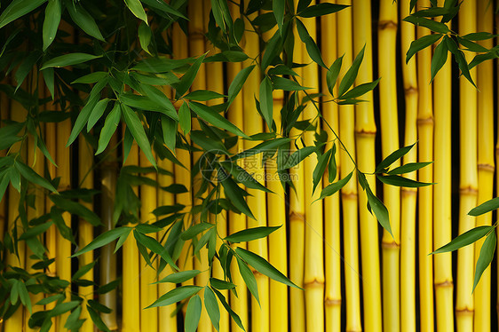 院中的绿竹图片