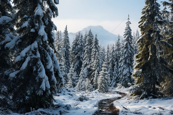 雪山松林间的小路图片