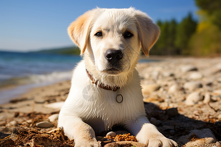 夏季沙滩上可爱的金毛犬图片