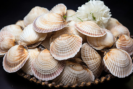 蛤蜊壳工艺品背景图片