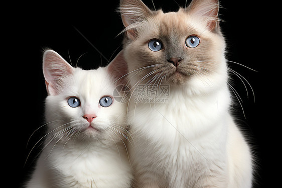 两只蓝眼白猫图片