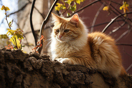 围墙,上的猫图片