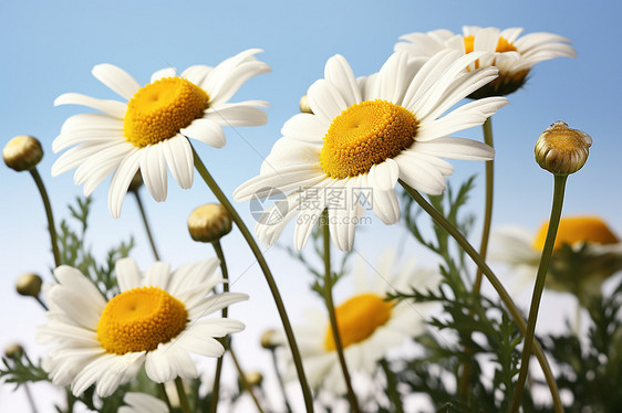白色花卉奇观图片