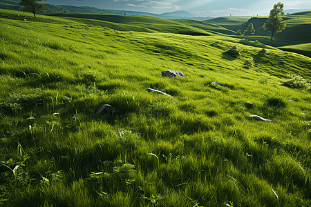 草原上小草春天的草地背景背景