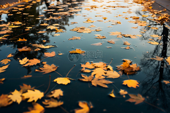 飘落在河面上的树叶图片