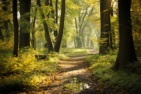 神秘的秋日森林小径背景图片