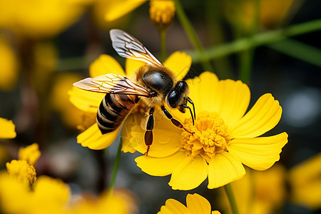 夏日里的蜜蜂图片