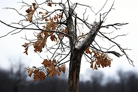 秋季落寞的大树背景图片