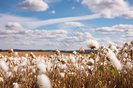 农场中培育的棉花植物图片