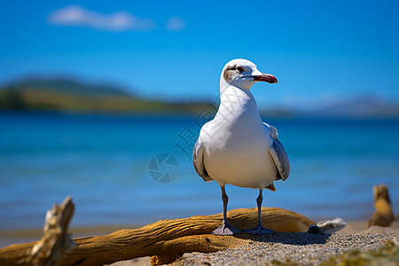 木杆上站立的海鸥图片
