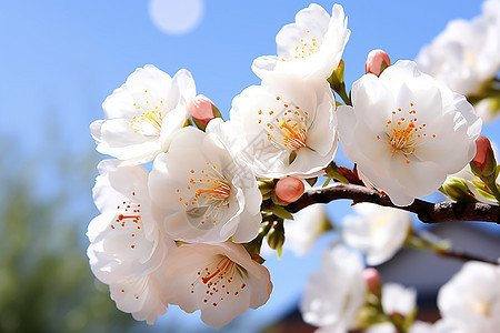 春季花园绽放的美丽樱花花朵图片