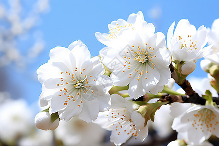 花园绽放的美丽樱花花朵背景图片