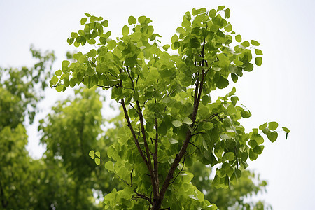 嫩绿的树木背景图片