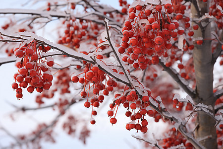 户外白雪覆盖的果树图片