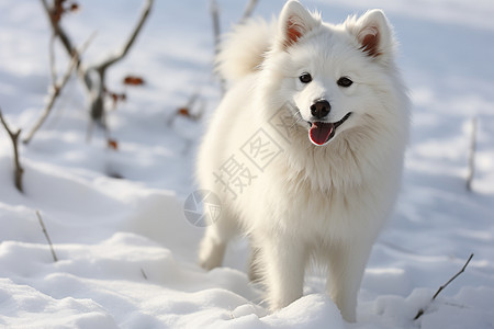 冬季雪地中玩耍的萨摩耶图片