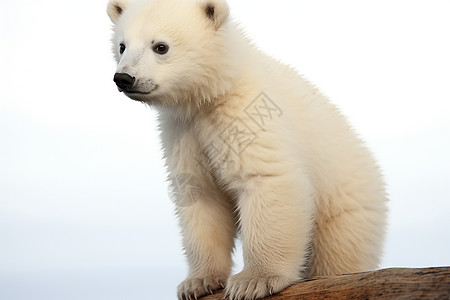 可爱的北极熊宝宝图片