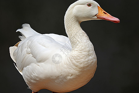 一只白色的鸭子图片