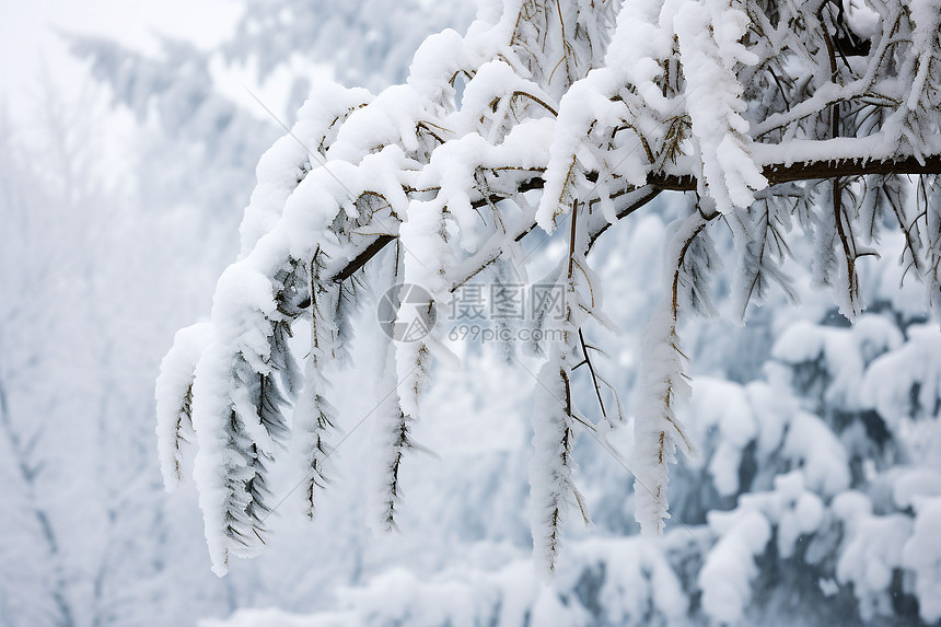 冬日的雪景图片