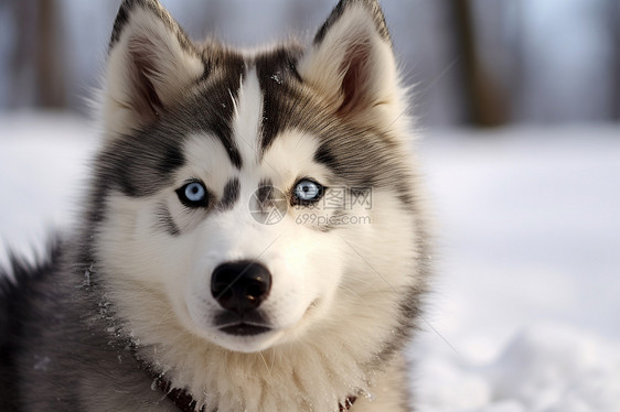蓝眼的哈士奇狗狗图片