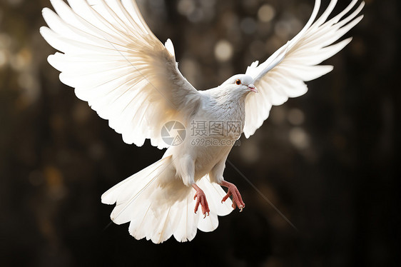自由翱翔的鸽子图片