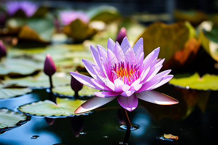 夏季绽放的莲花花朵图片