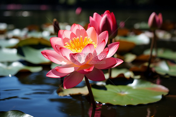 婀娜多姿的莲花花朵图片