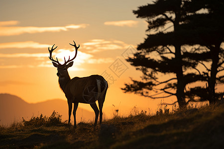 日落山谷中的麋鹿背景图片