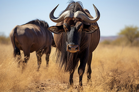 荒野草原上的长角公牛图片