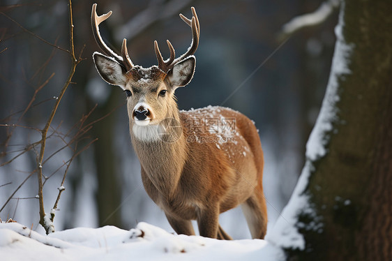 雪地森林中的独角鹿图片